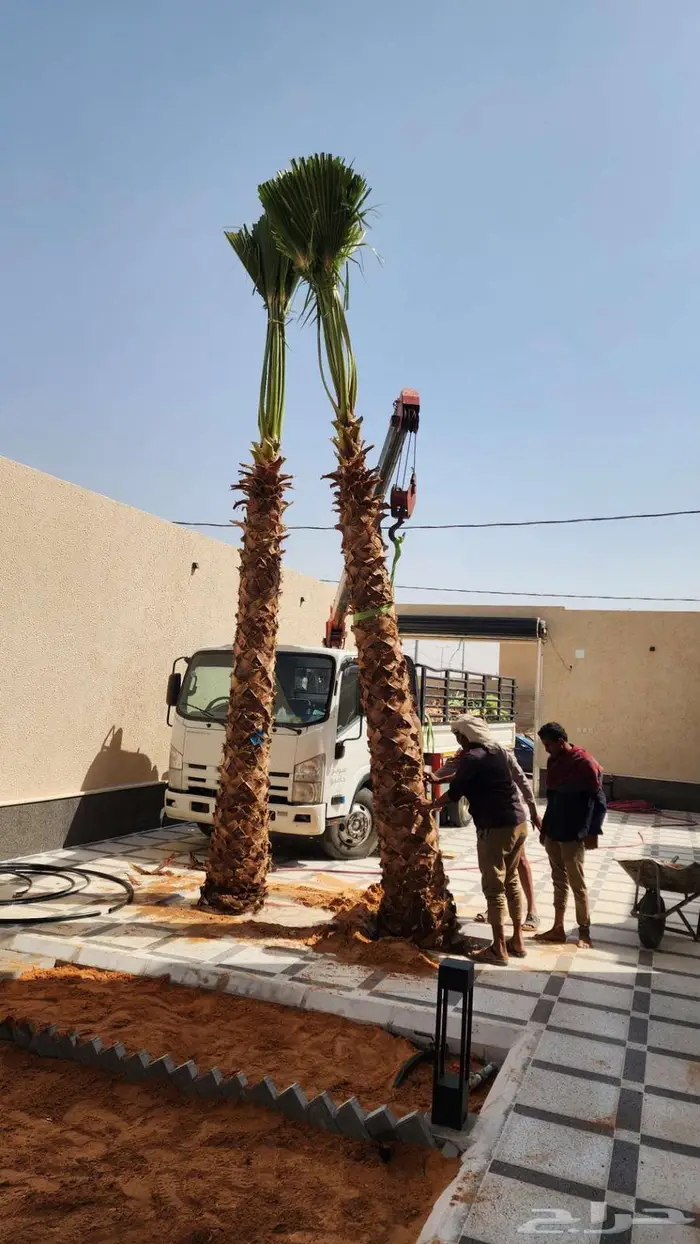 نخل للبيع واشنطن نخل واشنطني زينة 10