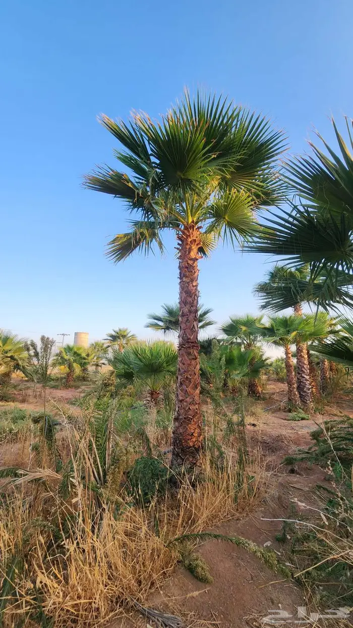 نخل للبيع واشنطن نخل واشنطني زينة 11