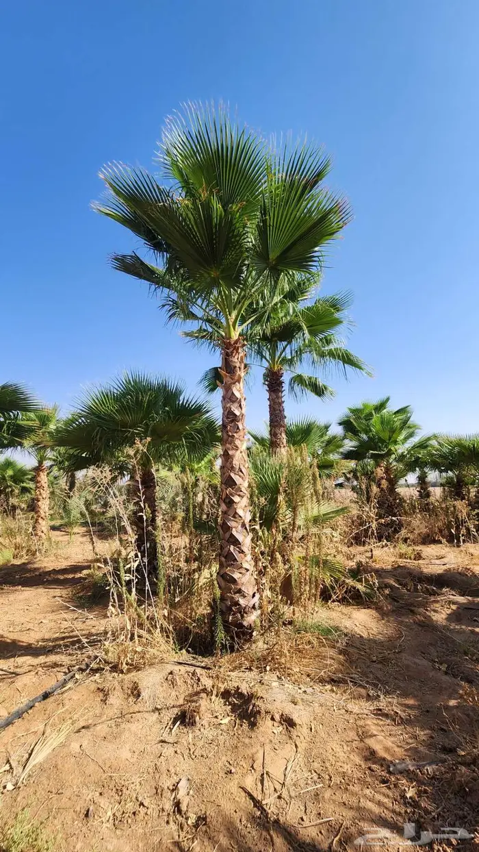 نخل للبيع واشنطن نخل واشنطني زينة 12