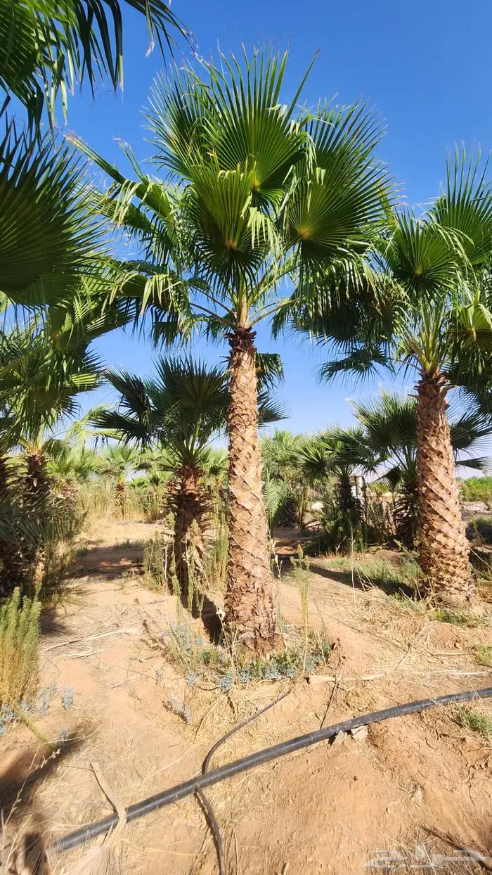 نخل للبيع واشنطن نخل واشنطني زينة 13