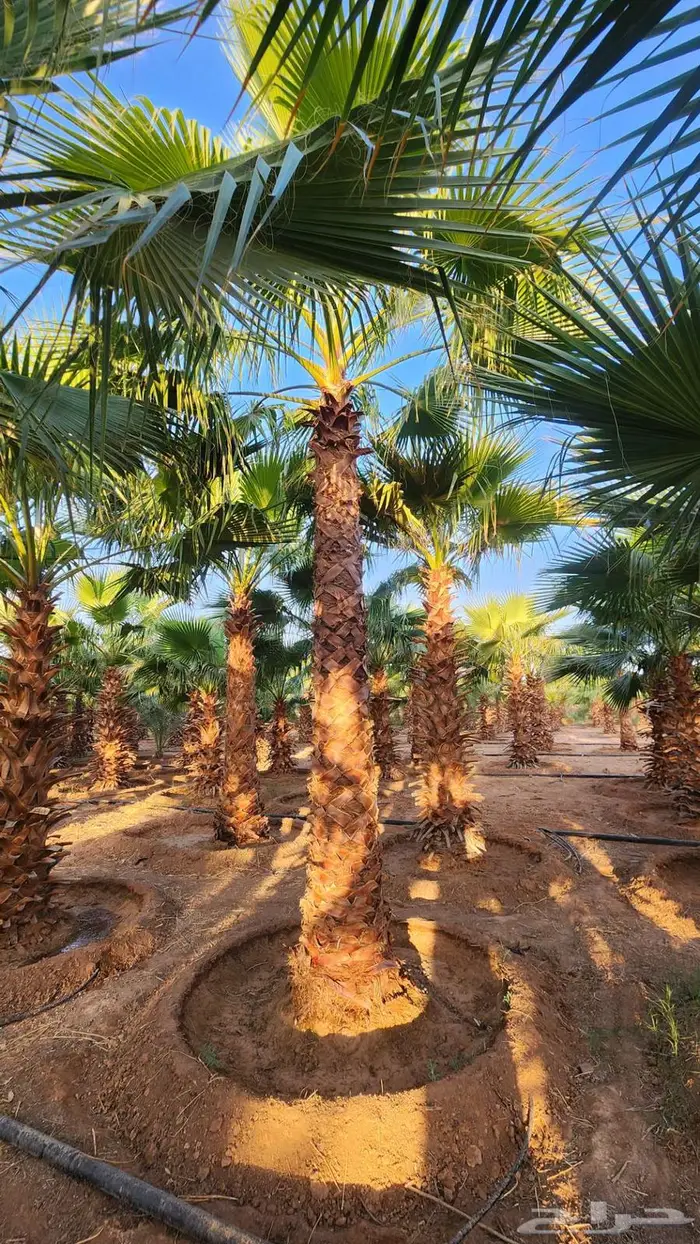 نخل للبيع واشنطن نخل واشنطني زينة 15