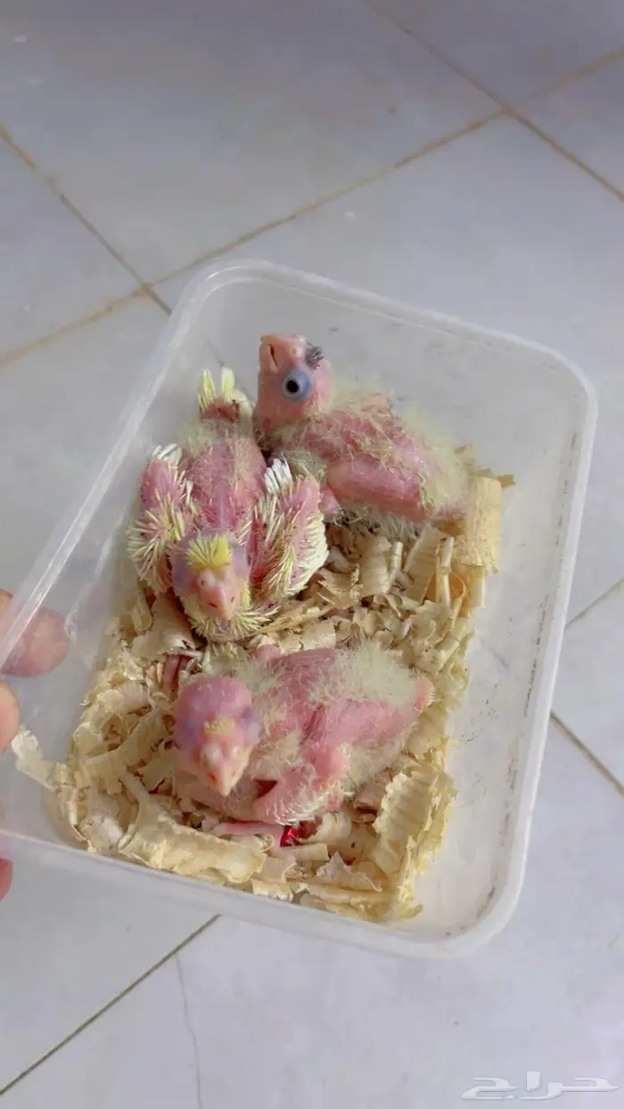 فروخ كنيور وكروان 3