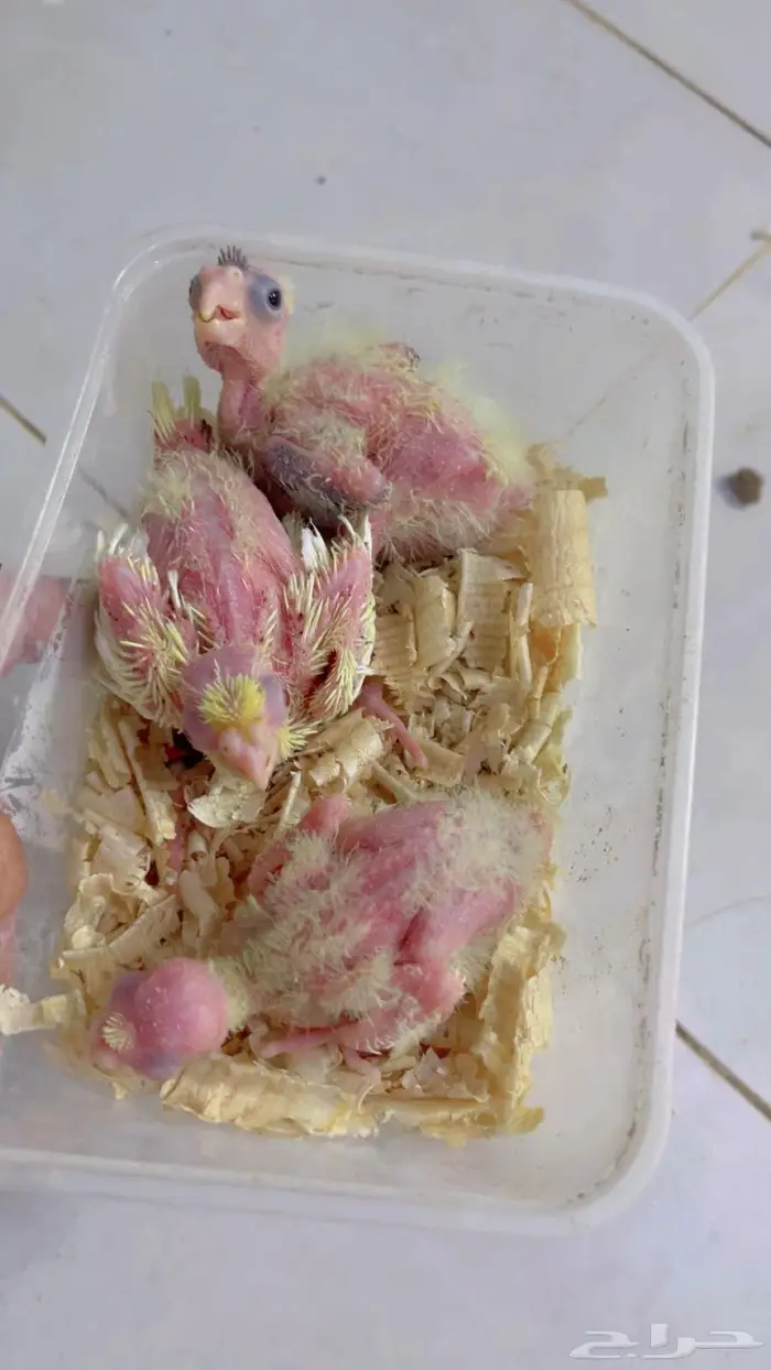 فروخ كنيور وكروان 2