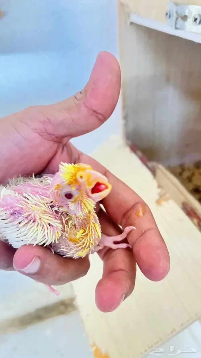 فروخ كنيور وكروان 4