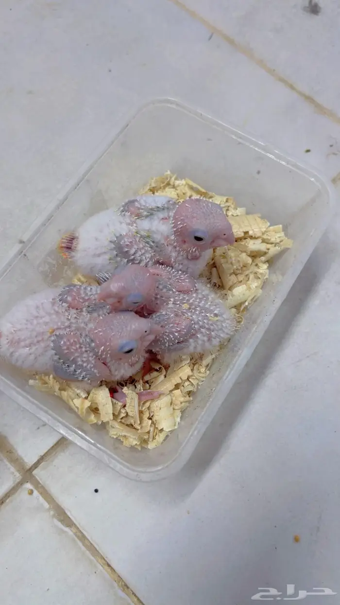 فروخ كنيور وكروان 1