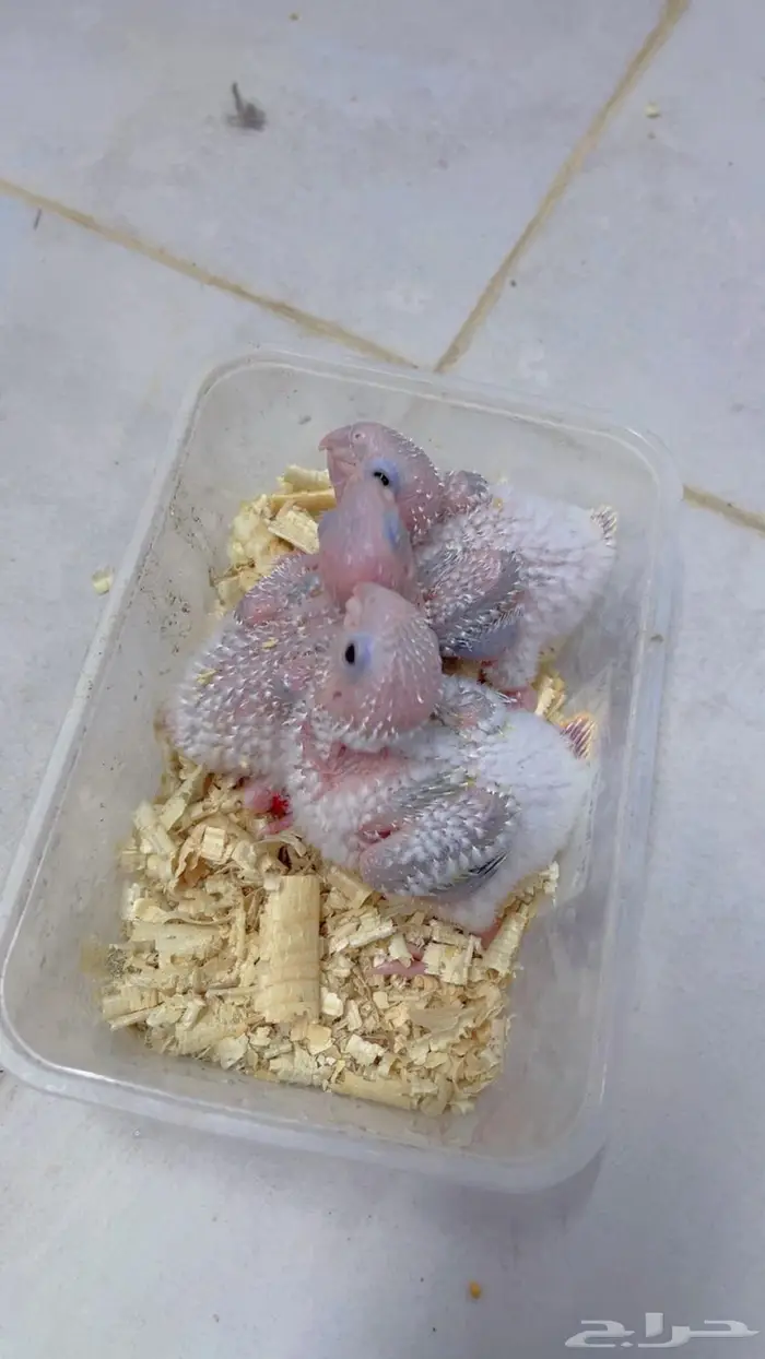 فروخ كنيور وكروان 0