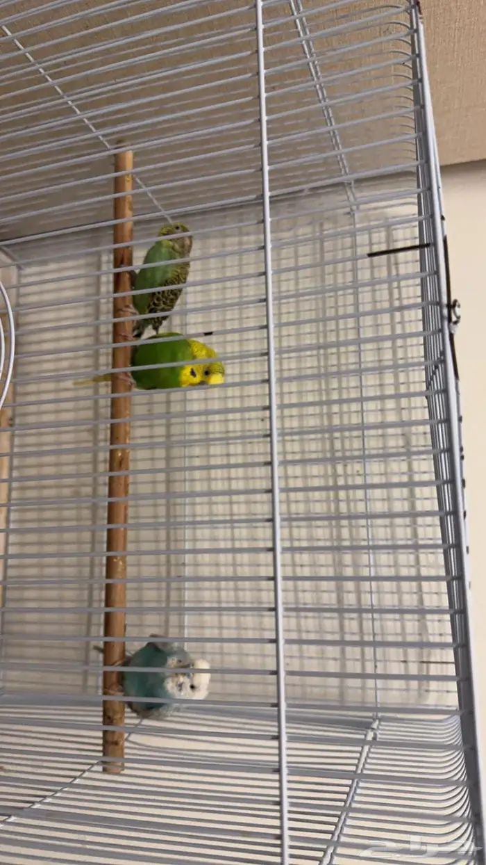 الدمام حي المنار 1