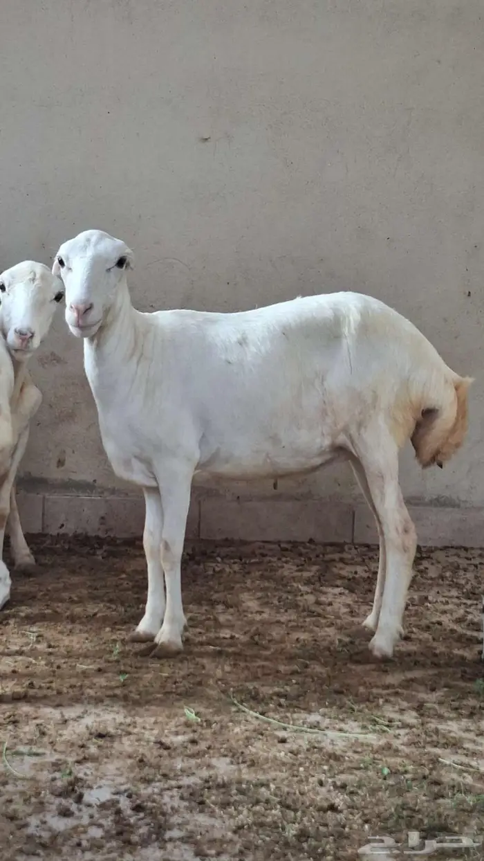 نعجه بلدي فاخر للبيع. 3