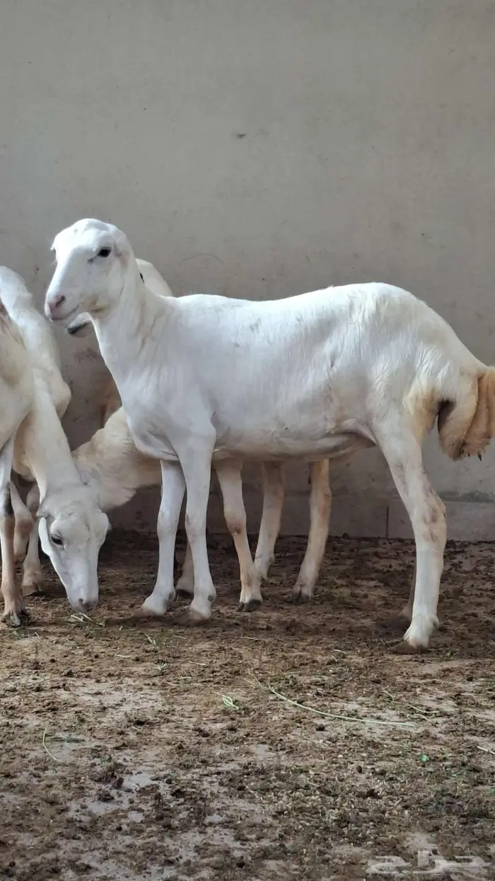 نعجه بلدي فاخر للبيع. 0