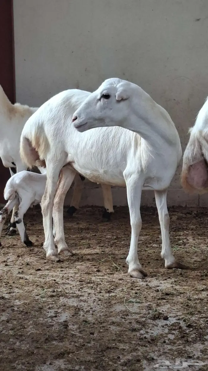 نعجه بلدي فاخر للبيع. 4