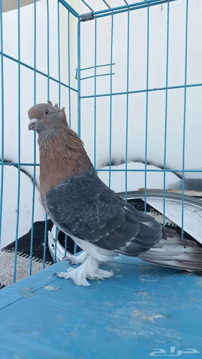 للبيع مجموع حمام تركي شرط الصحه والإنتاج 4