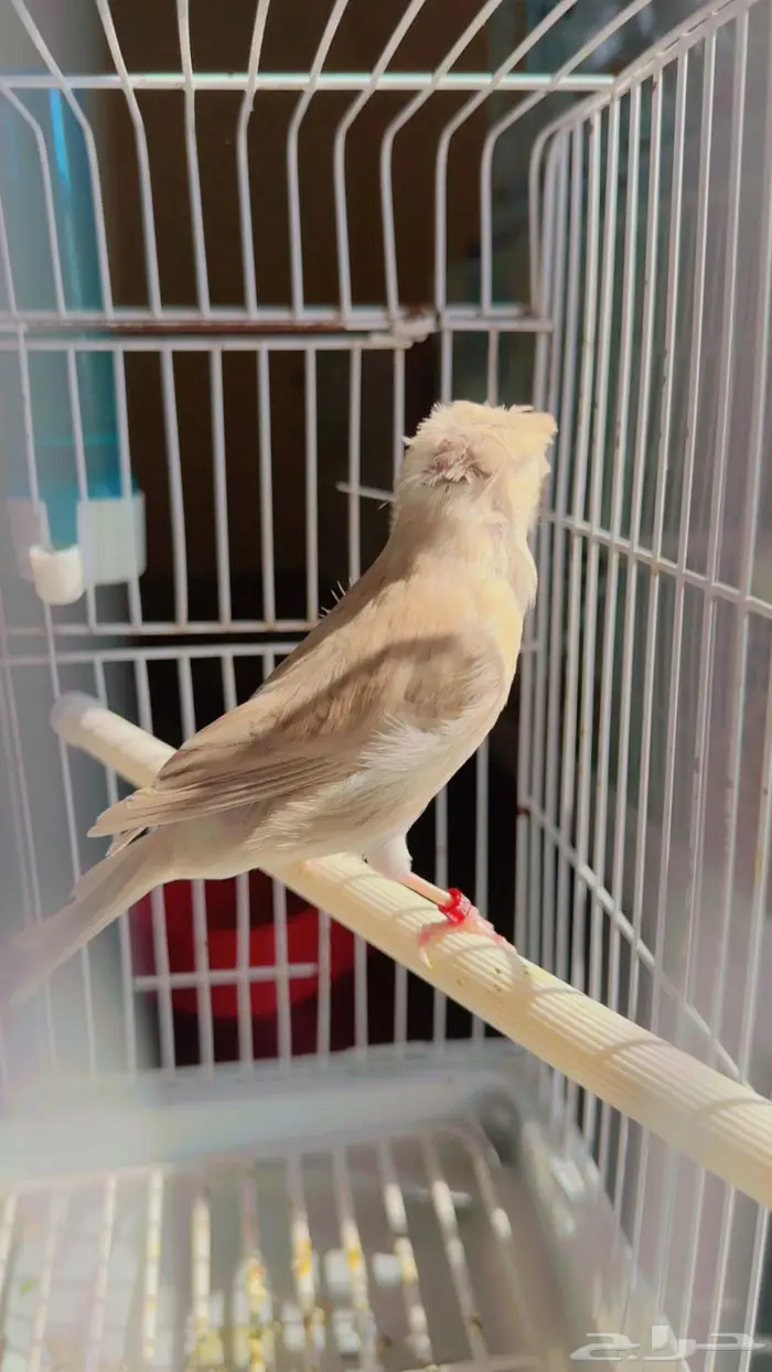 ذكركناري العمر 10 الى 12 شهر تقريبا حجل 24 4