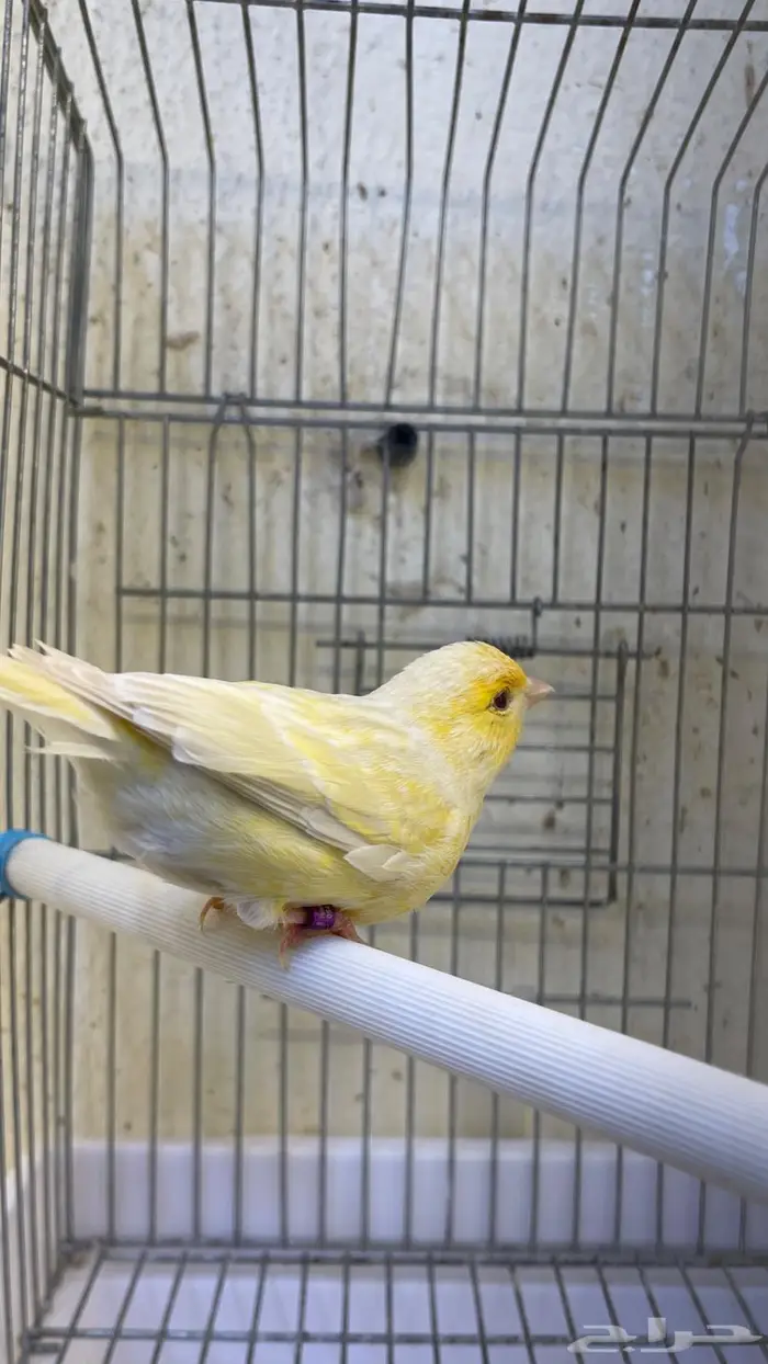 زوج كناري( تم البيع خارج الموقع) 2