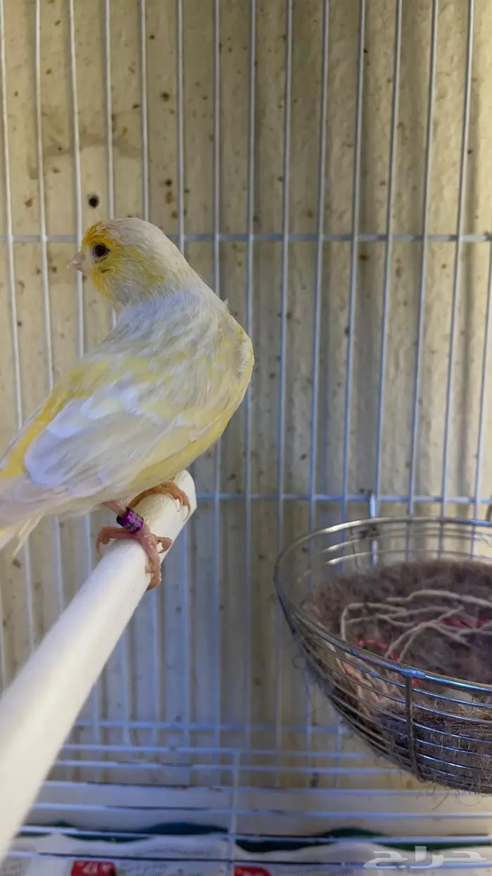 زوج كناري( تم البيع خارج الموقع) 9
