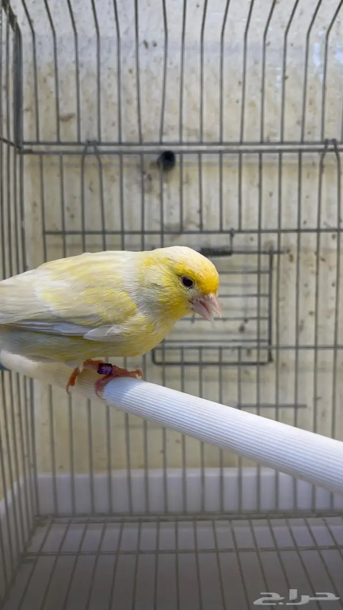 زوج كناري( تم البيع خارج الموقع) 3