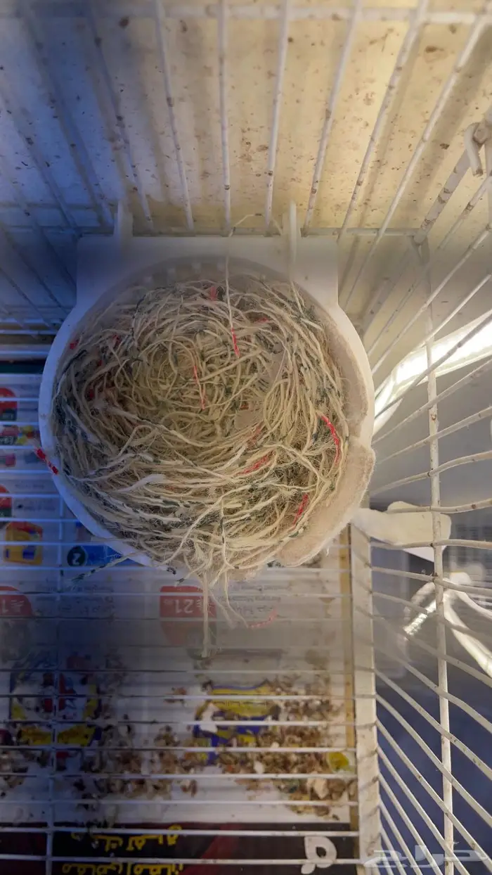 زوج كناري( تم البيع خارج الموقع) 5