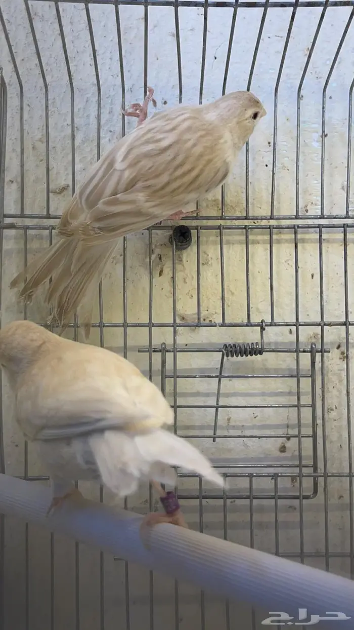 زوج كناري( تم البيع خارج الموقع) 7