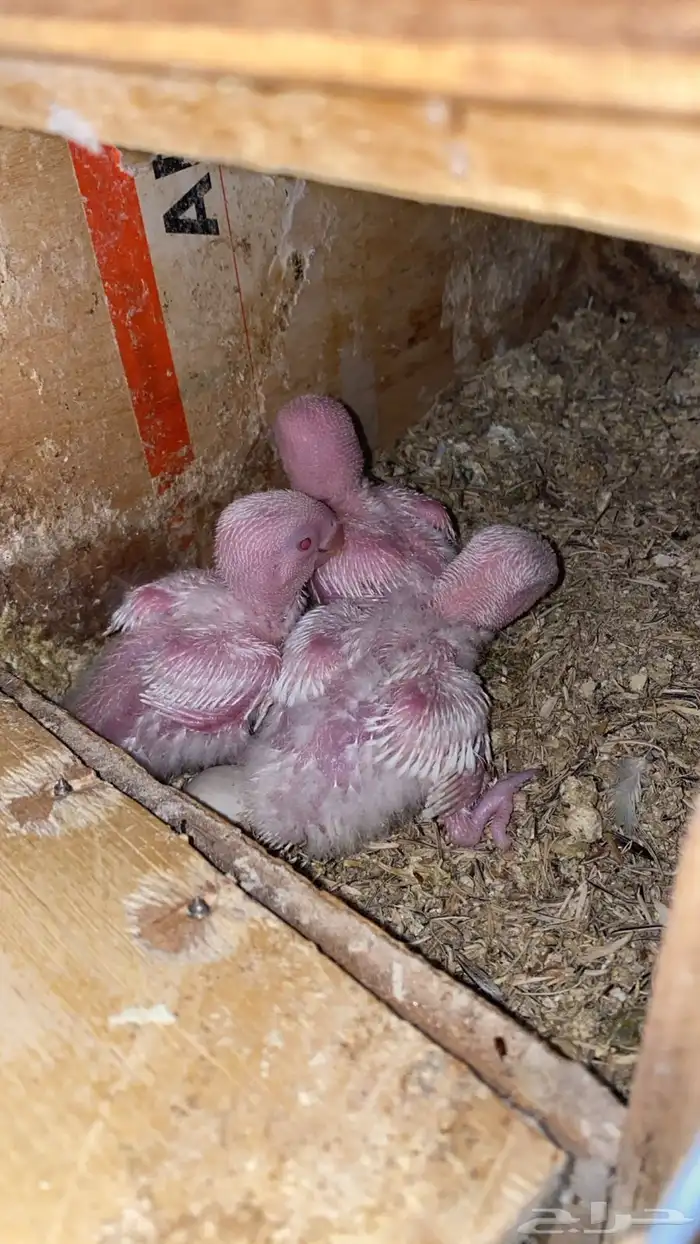 3 فروخ روز البينو عيون احمر 1