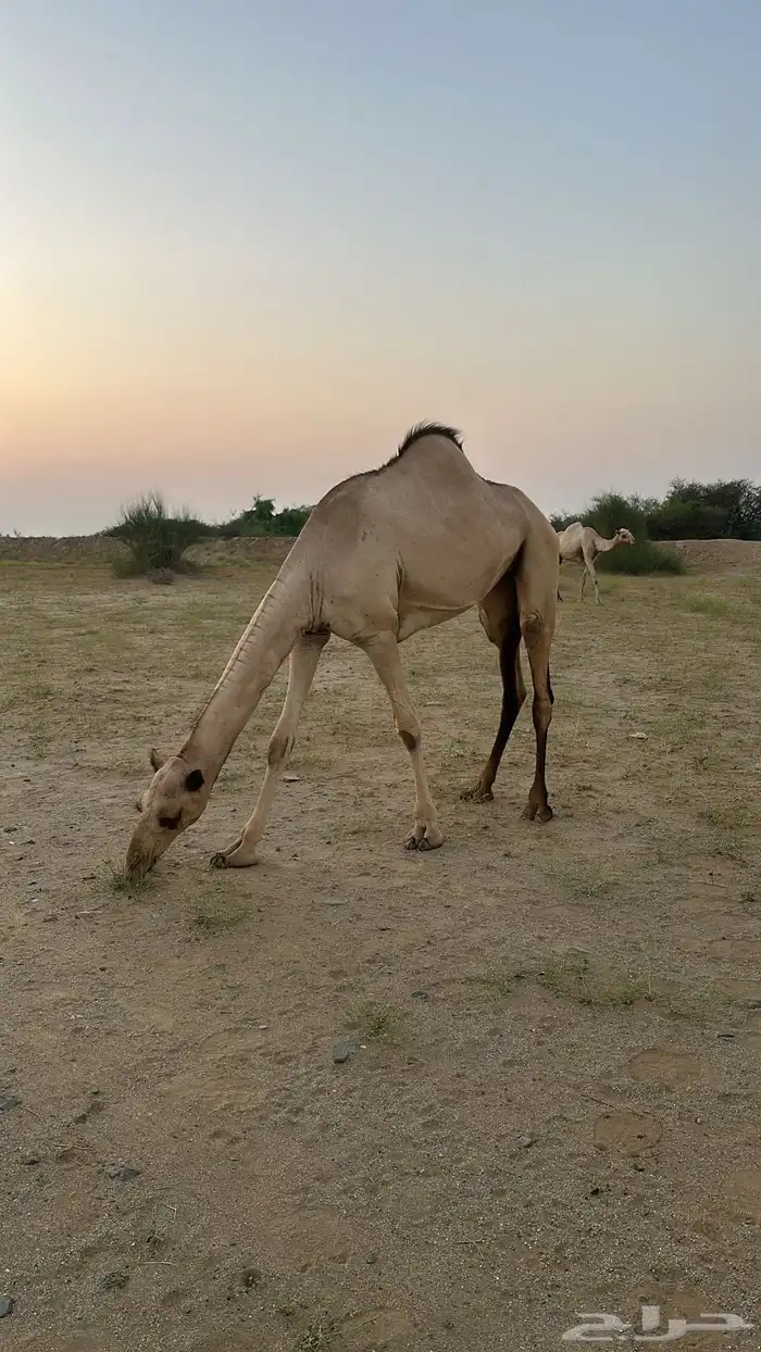 بكره اركيهه للبيع 0