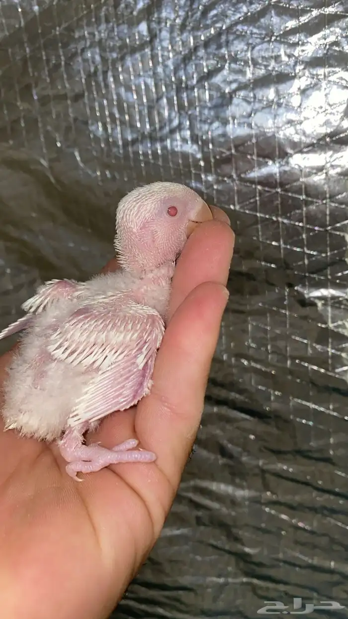 3 فروخ روز البينو عيون احمر 0