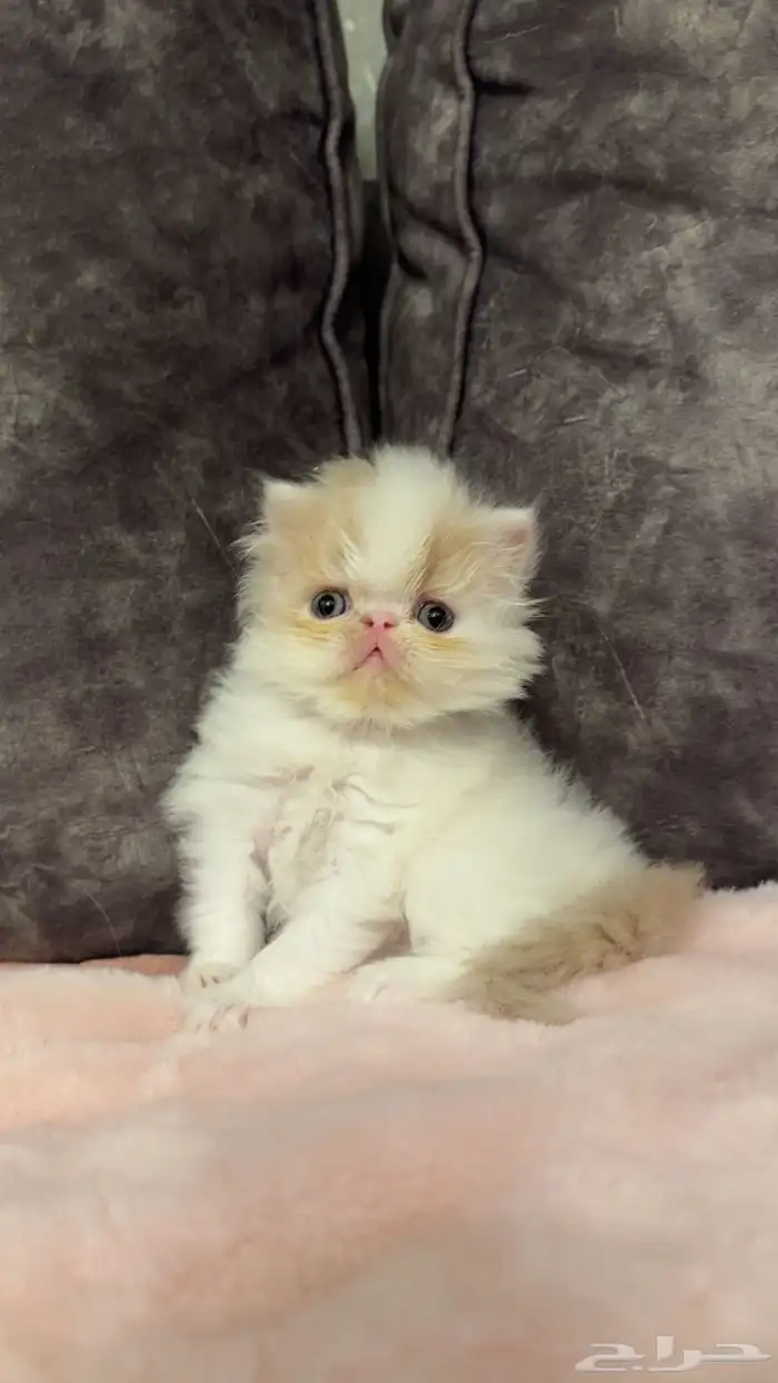 بيكي فيس للبيع 1