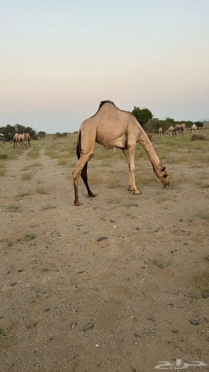 بكره اركيهه للبيع 1