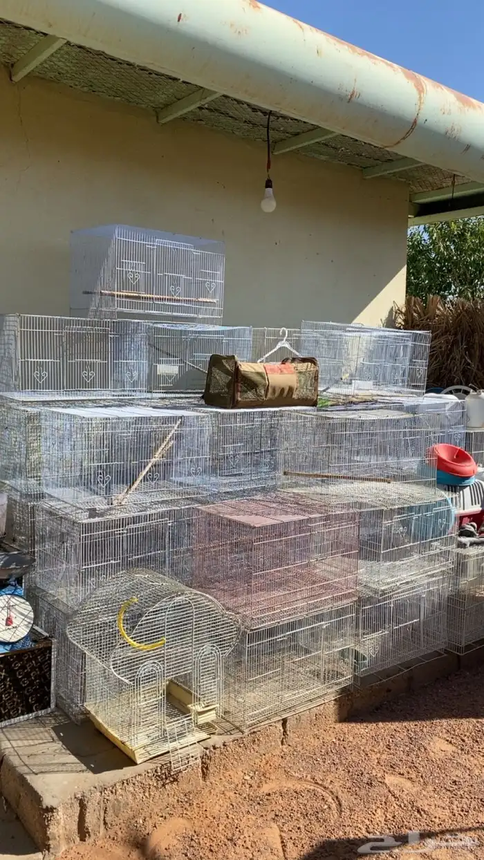 فقاسات   شبوك طيور  حضانات بيض للحمام 1