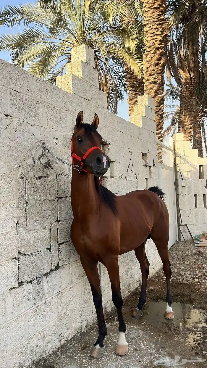 للبيع حصان واهو 1