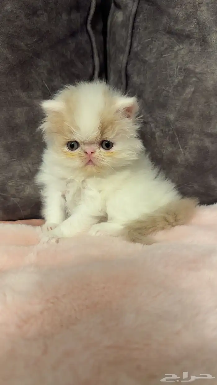 بيكي فيس للبيع 0