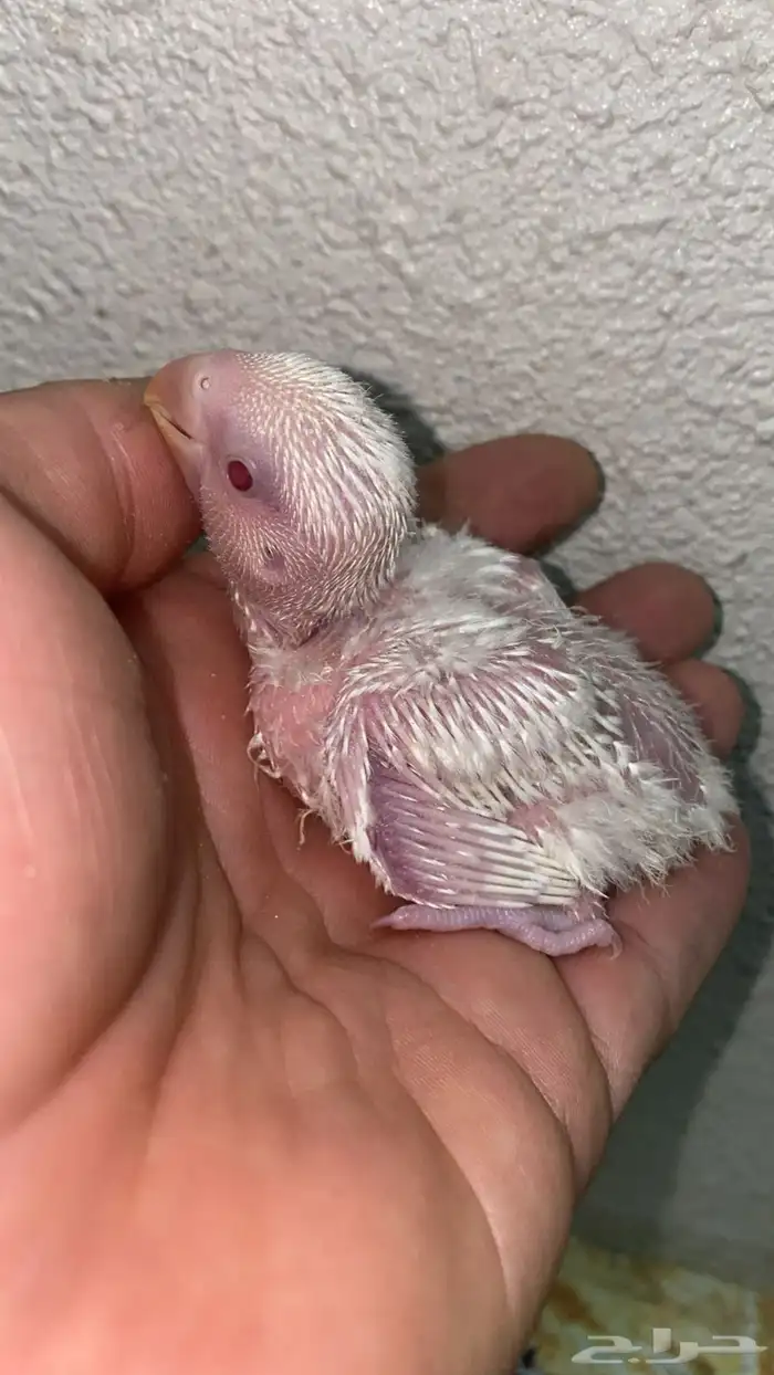 3 فروخ روز البينو عيون احمر 2