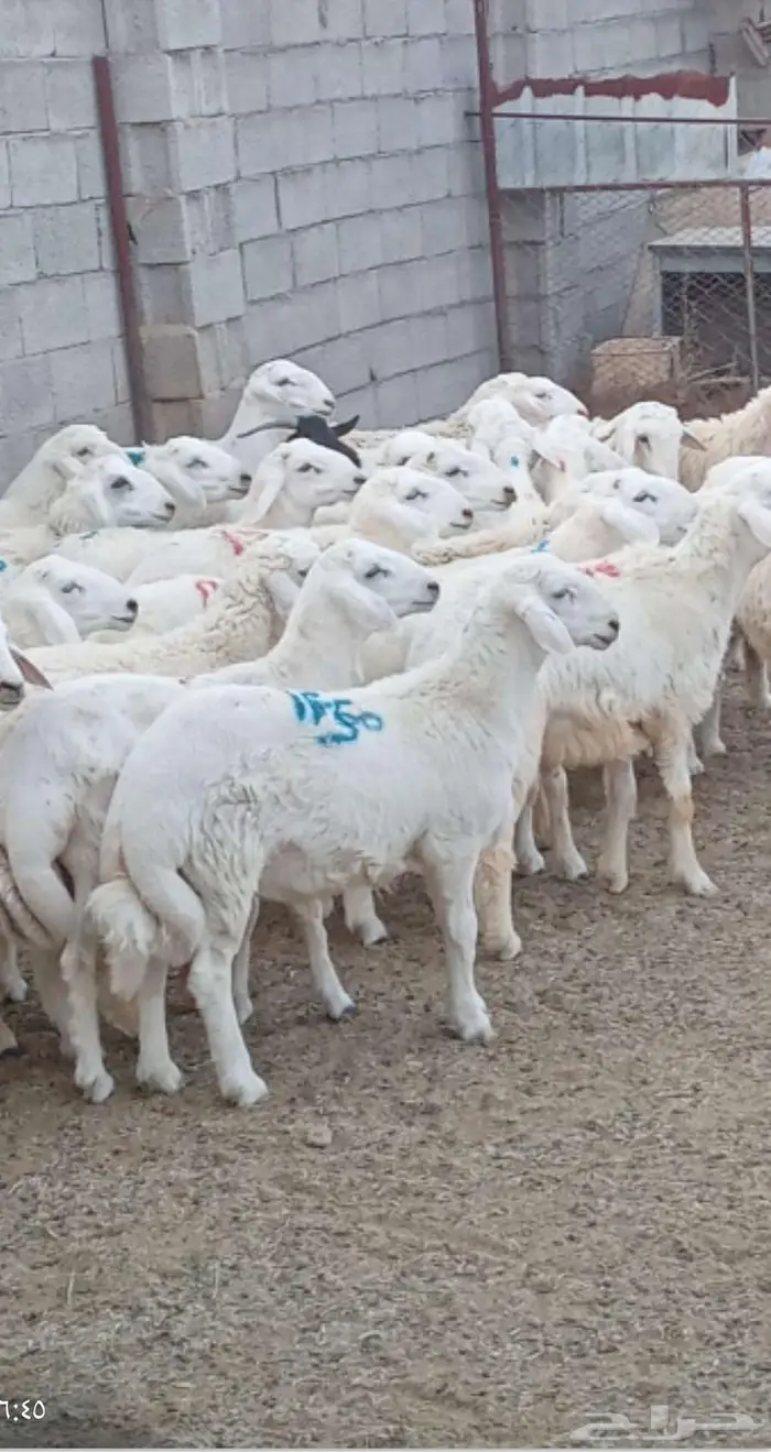 ذبائح حنيذ مندي عربي سليق كوزي مديني كابلي بخاري 25