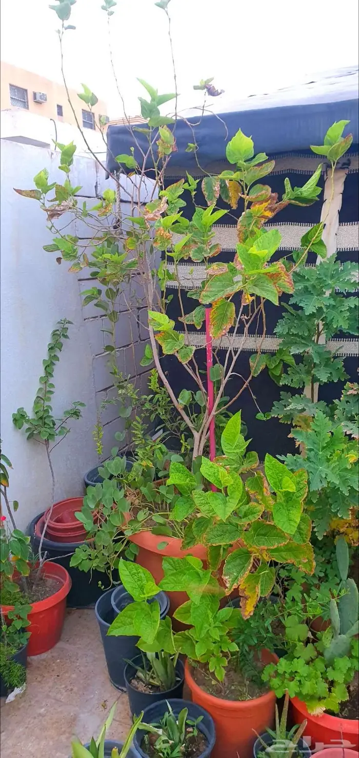 نباتات واشجار وشتلات زراعيه للبيع متنوعة البيع كامل 13