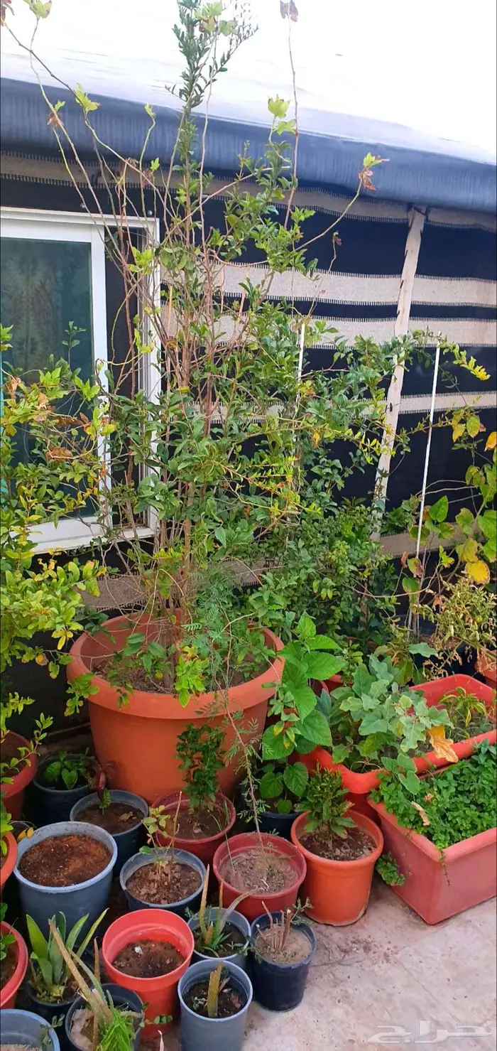 نباتات واشجار وشتلات زراعيه للبيع متنوعة البيع كامل 15