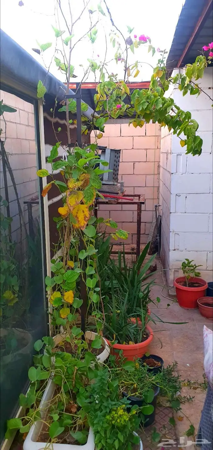 نباتات واشجار وشتلات زراعيه للبيع متنوعة البيع كامل 12