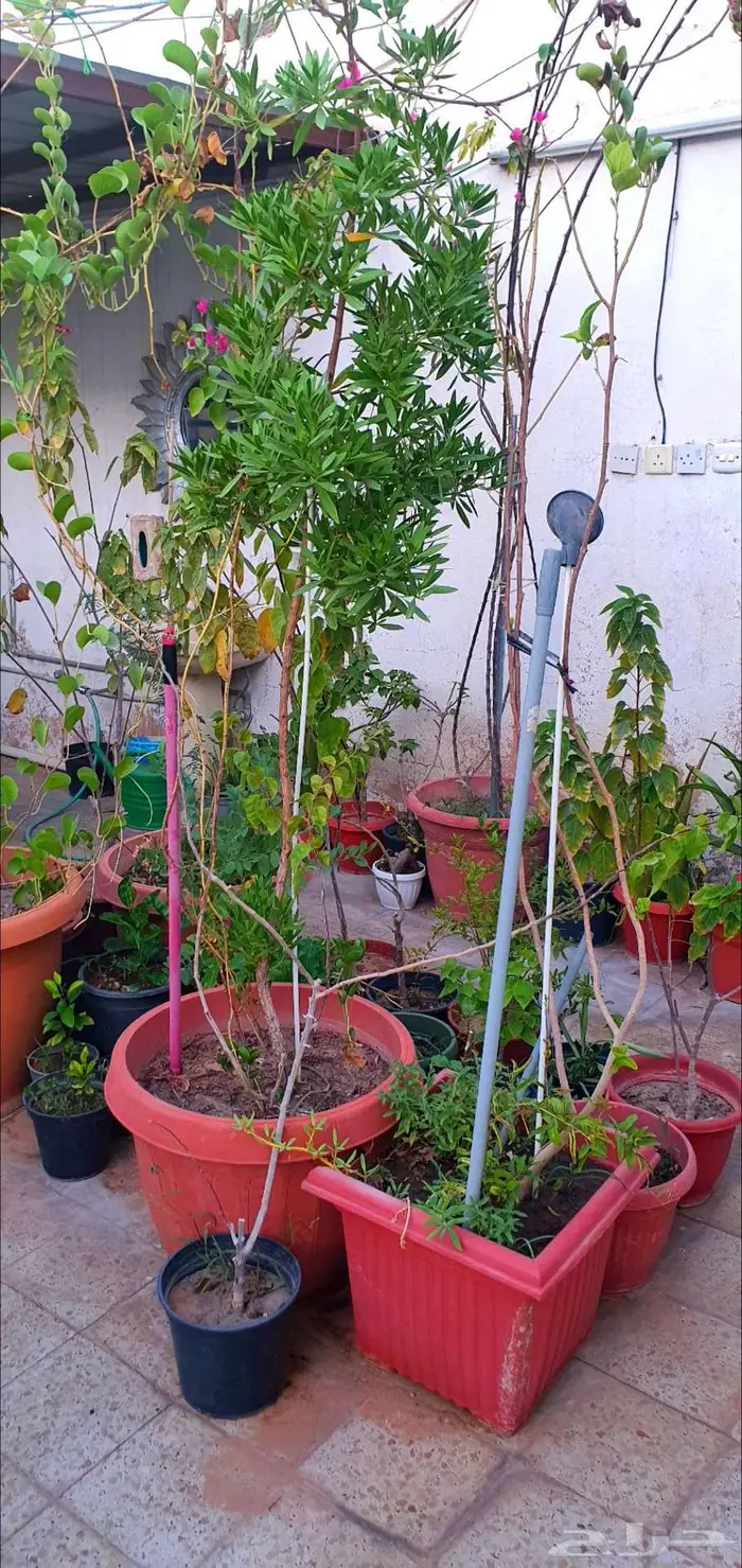نباتات واشجار وشتلات زراعيه للبيع متنوعة البيع كامل 17