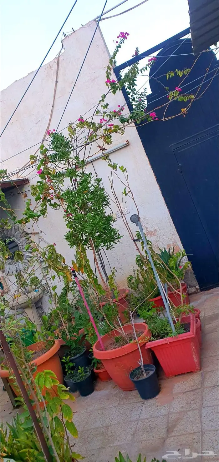 نباتات واشجار وشتلات زراعيه للبيع متنوعة البيع كامل 14