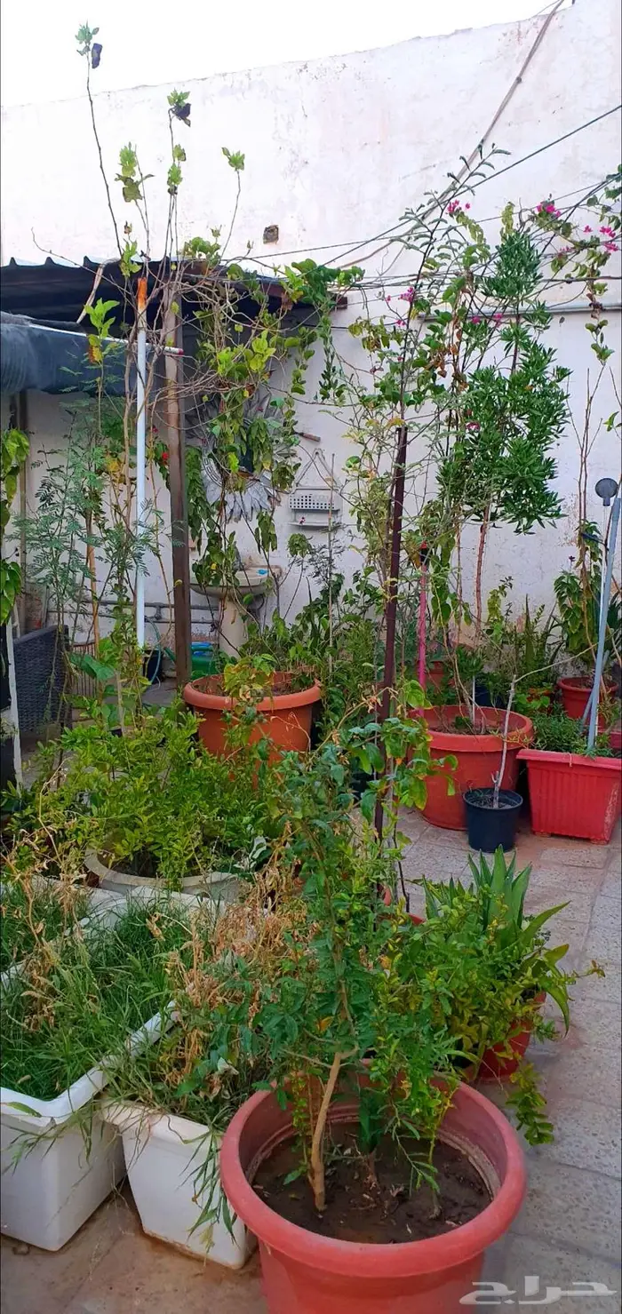 نباتات واشجار وشتلات زراعيه للبيع متنوعة البيع كامل 16
