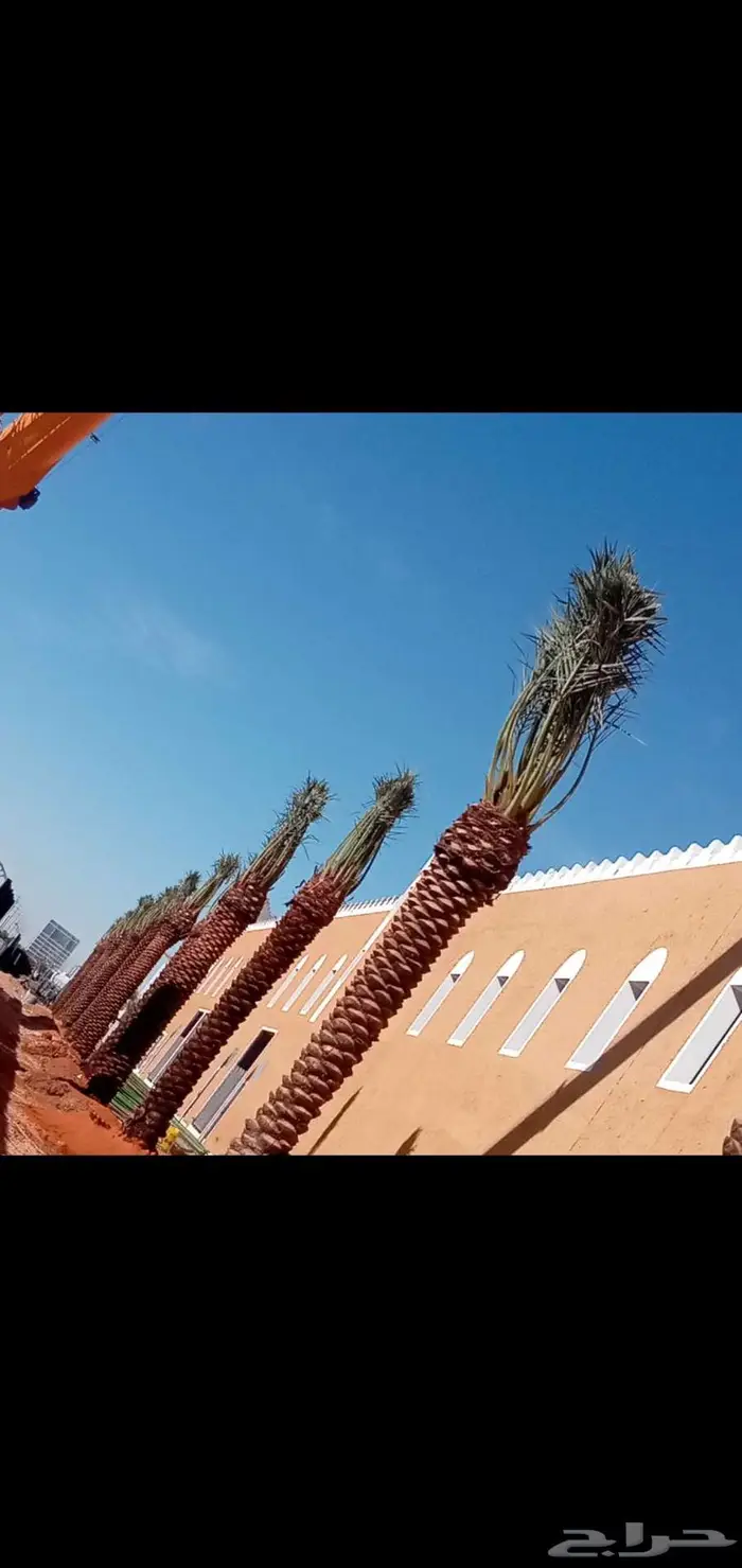 لشبك والنخل 1