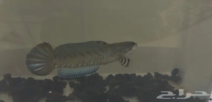 زوج دسكس منتج فلور مستوي شامبيون شانا 6