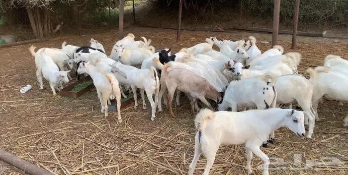 تيوس شحم ولحم 0