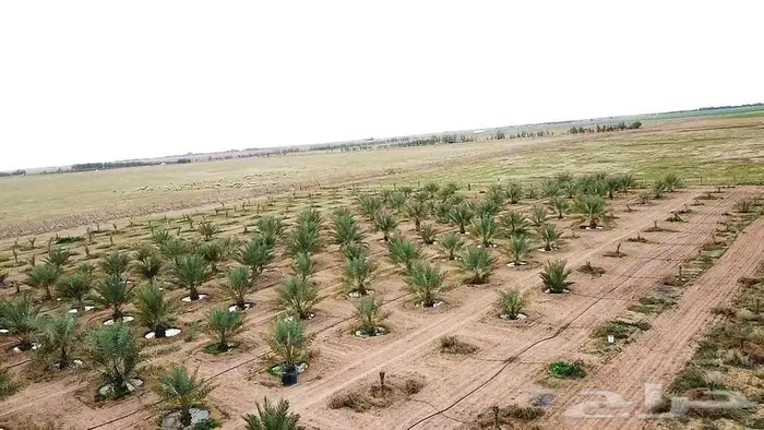 مزرعة للبيع 3