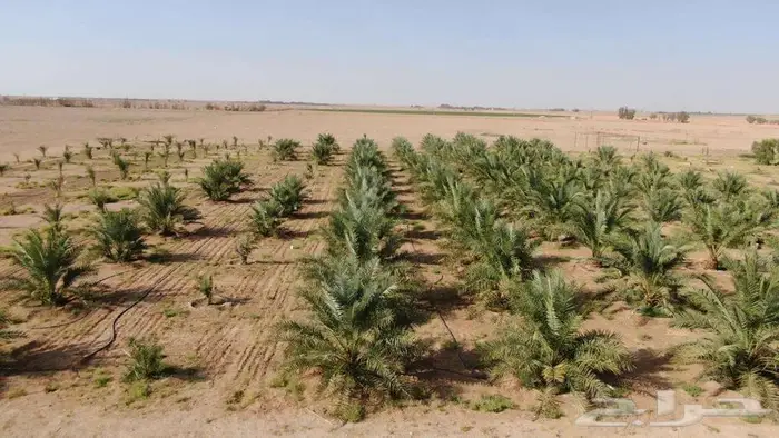 مزرعة للبيع 11