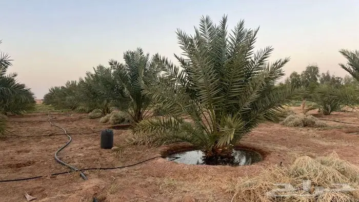 مزرعة للبيع 1