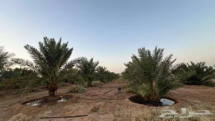 مزرعة للبيع 15