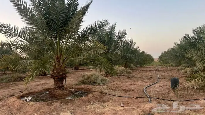 مزرعة للبيع 2