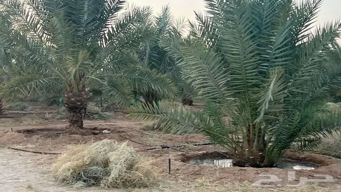 مزرعة للبيع 4