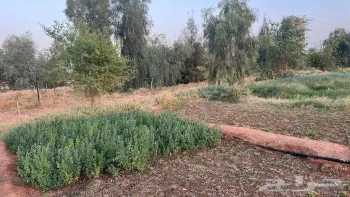 مزرعة للبيع 17