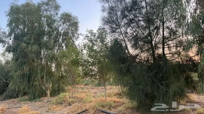 مزرعة للبيع 14