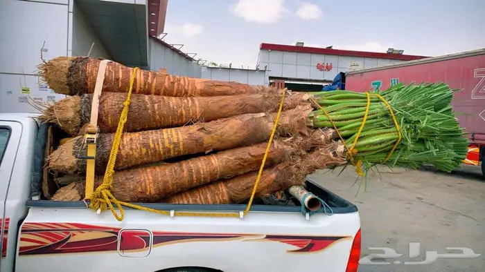 نخل للبيع واشنطن نخل واشنطني زينة 6