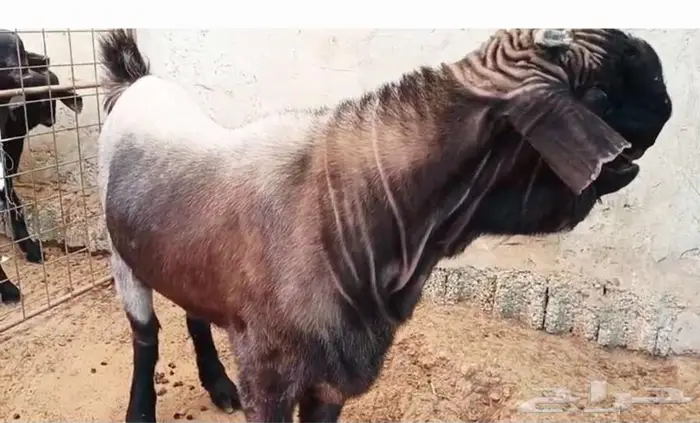 جذع شامي ادهم فاخر 0